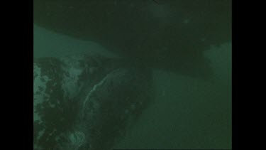 right whale calf suckling