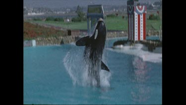 orca jumps out of pool at San Diego Seaworld in 1970s