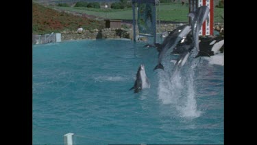 dolphins jump out of pool at San Diego Seaworld in 1970s