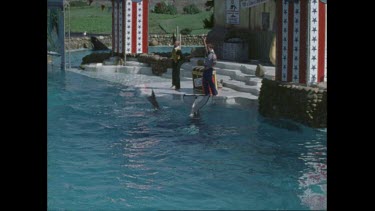 orcas wave their tails goodbye at San Diego Seaworld in 1970s