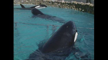orcas contained in small pool at San Diego Seaworld in the 1970s
