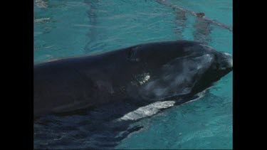 orca contained in small pool at San Diego Seaworld in the 1970s