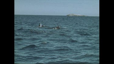 pod of dolphins porpoising near Seal Rocks in Australia