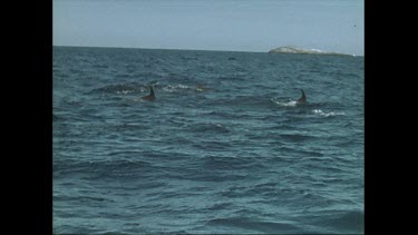pod of dolphins porpoising near Seal Rocks in Australia