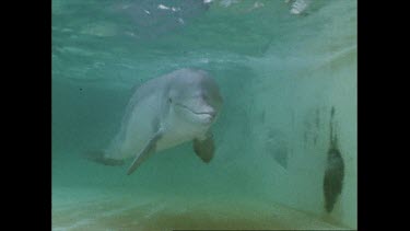 dolphin in a pool looks straight at camera