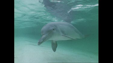 dolphin in a pool