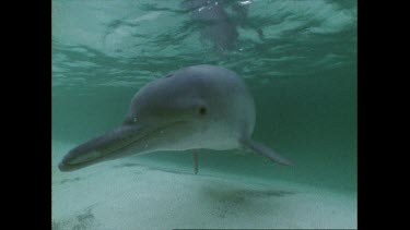 dolphin in a pool