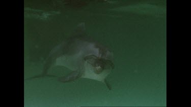 single dolphin swims past