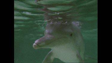 curious dolphins