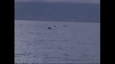 pilot whales cruise along shore on Kona Coast, Hawaii