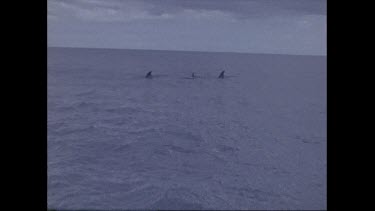 pilot whales fins