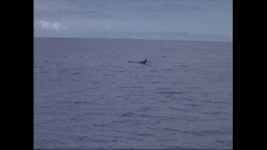 pilot whales fins