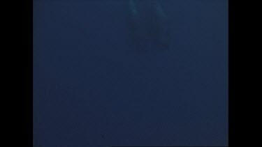 pod of pilot whales swimming