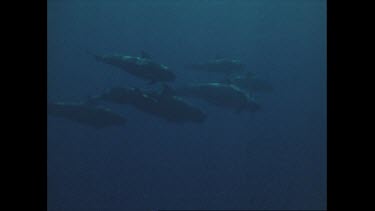 pod of pilot whales swims past