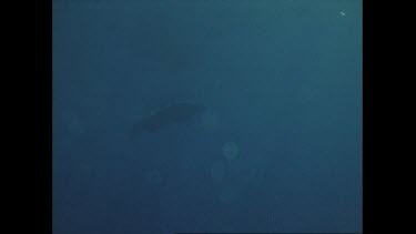 pod of pilot whales swims near surface