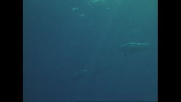pilot whale dives down and passes pod