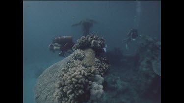 divers explore shipwreck