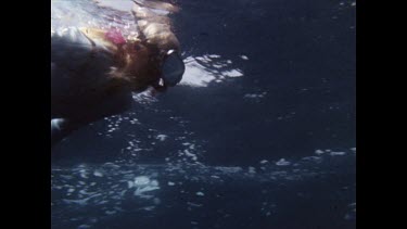 snorkeller swims past
