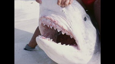 trophy jaw of dead tiger shark