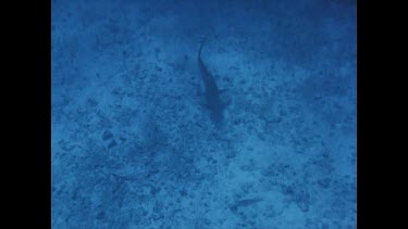 tiger shark circling near ocean floor