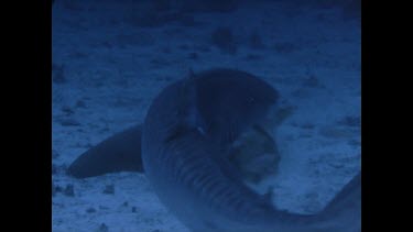 tiger shark feeds on fish bait