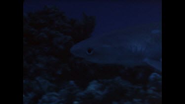 tiger shark swimming near ocean floor