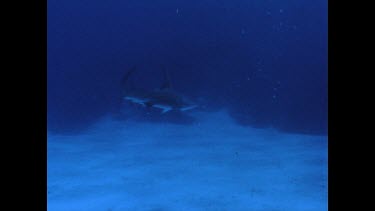hammerhead shark circles above ocean floor