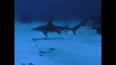 hammerhead shark swims above ocean floor