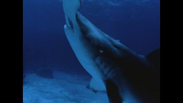 diver spears hammerhead shark