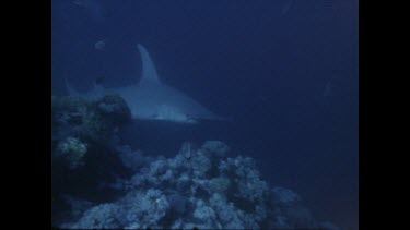 hammerhead shark swims above ocean floor