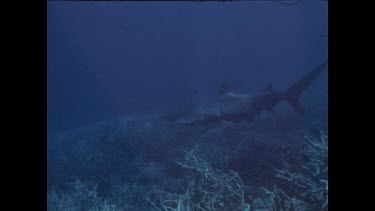 hammerhead shark swims past cameraman
