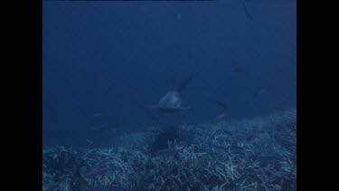 hammerhead shark swims towards camera then veers off