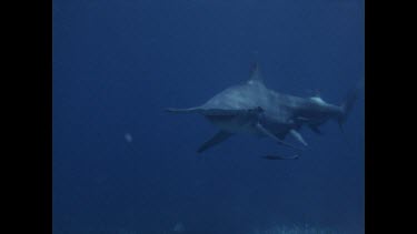 hammerhead shark swims towards camera then veers off