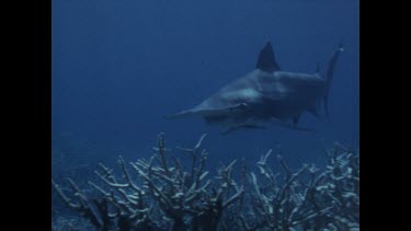 hammerhead shark swims past