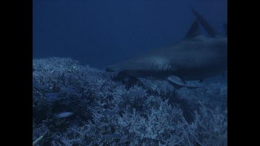 hammerhead shark feeding above coral