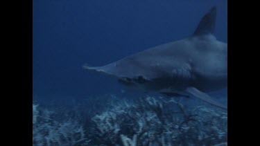 hammerhead shark swims past