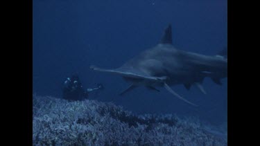 diver photographs hammerhead shark