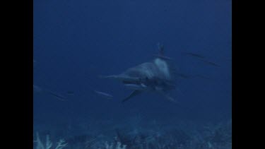 hammerhead shark swims past diver with food in its mouth