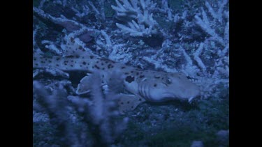 epaulette shark walks along coral slowly