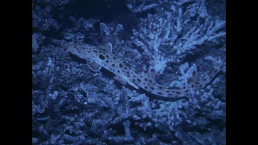 epaulette shark climbs up coral floor