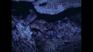 two epaulette sharks move across coral