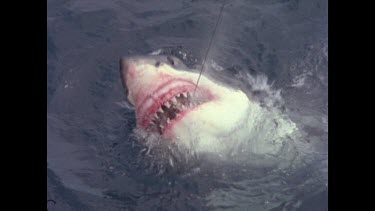 great white shark feeds on bait