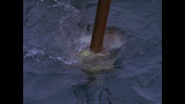 great white shark feeds on pole bait