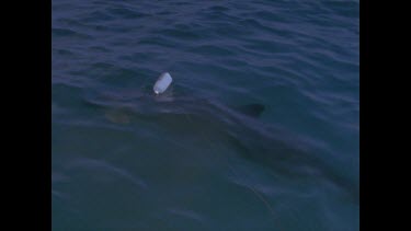 great white shark circles bait