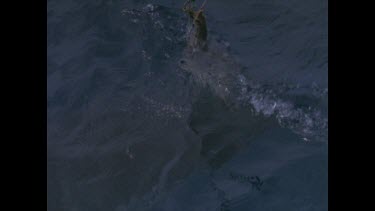 great white shark grabs fish carcass