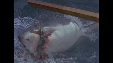 great white shark chomps ferociously on bait