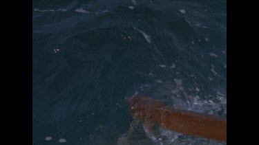 great white shark bites on bait