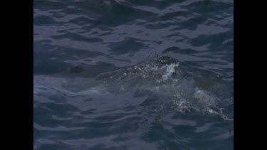 great white shark pushes float through water