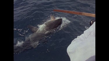 great white shark attempts to tear away bait