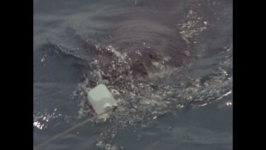 great white shark pulls at bait